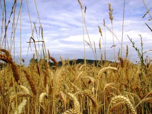 wheat-and-tares